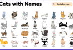List of Cats with Names and Types in English with Pictures