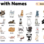 List of Cats with Names and Types in English with Pictures