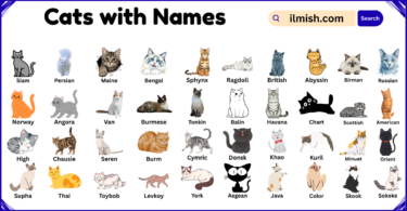 List of Cats with Names and Types in English with Pictures