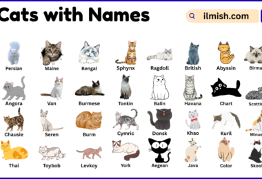 List of Cats with Names and Types in English with Pictures