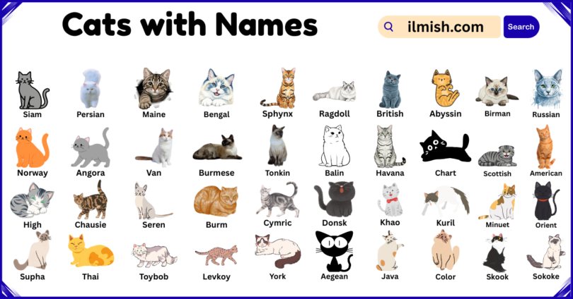 List of Cats with Names and Types in English with Pictures