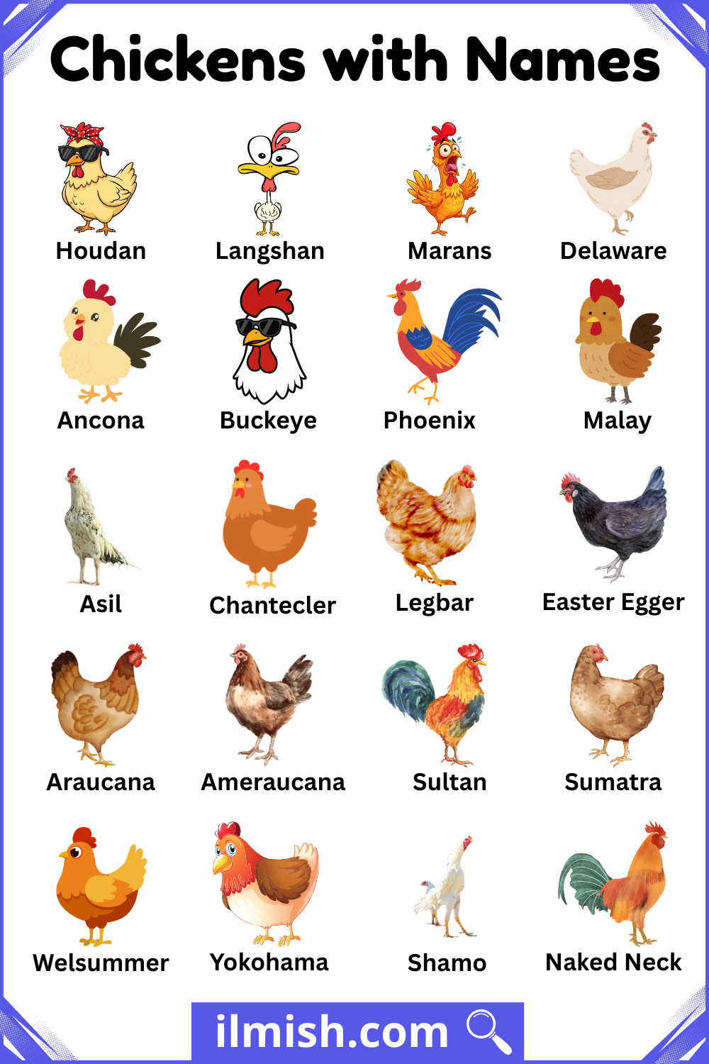 List of Chickens with Names and Types with Pictures