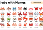 List of Crabs with Names and Types in English with Pictures