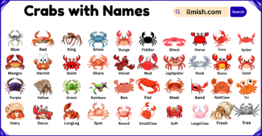 List of Crabs with Names and Types in English with Pictures