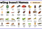 List of Crawling Insects Names in English with Pictures
