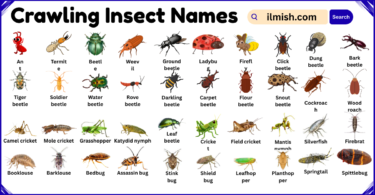 List of Crawling Insects Names in English with Pictures