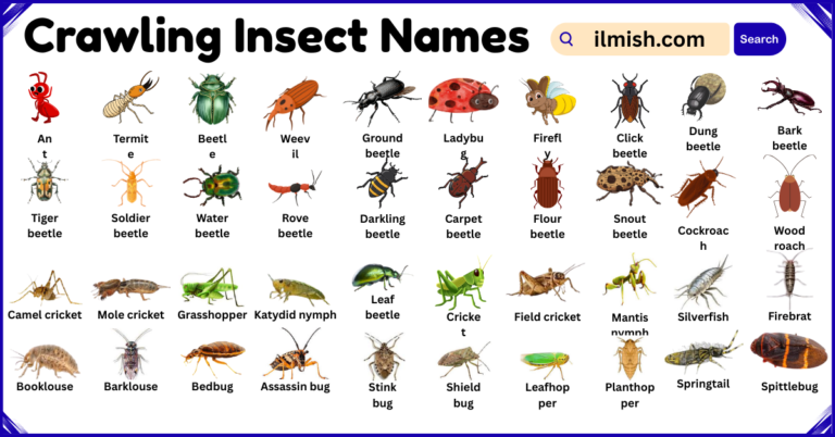 List of Crawling Insects Names in English with Pictures