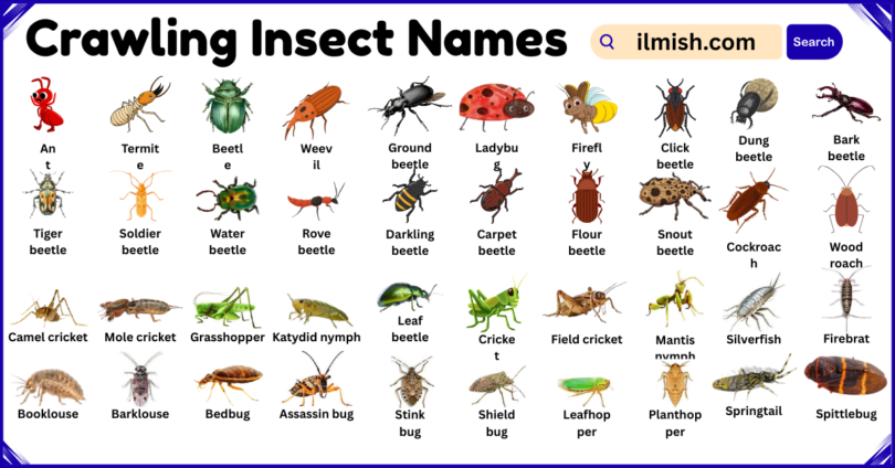 List of Crawling Insects Names in English with Pictures