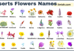 List of Deserts Flowers with Names and Types in English with Pictures