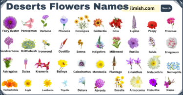 List of Deserts Flowers with Names and Types in English with Pictures