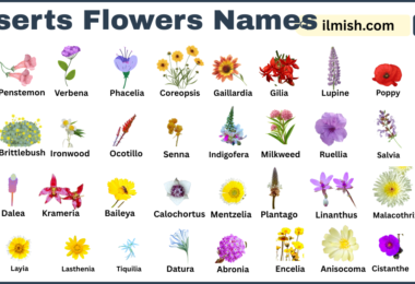 List of Deserts Flowers with Names and Types in English with Pictures