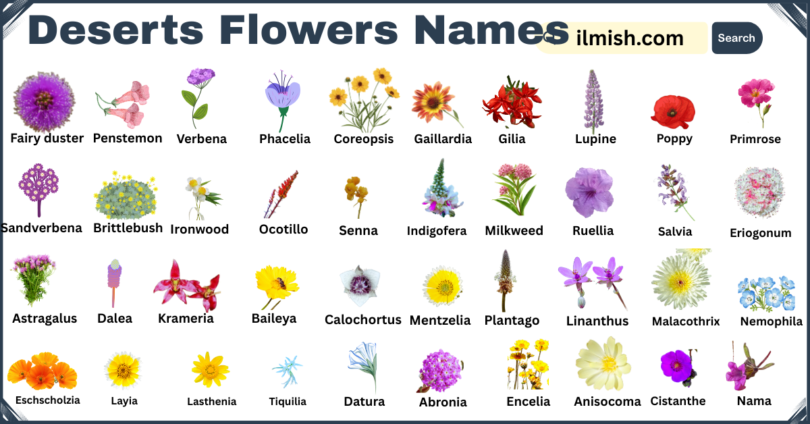 List of Deserts Flowers with Names and Types in English with Pictures