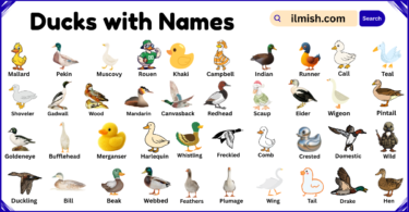 List of Ducks with Names and Types in English with Pictures