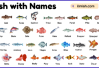 List of Fish with Names and Types in English with Pictures