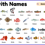 List of Fish with Names and Types in English with Pictures