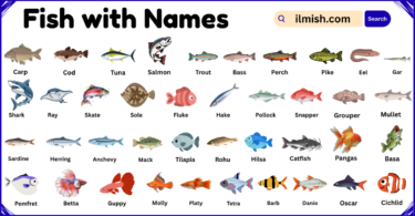 List of Fish with Names and Types in English with Pictures