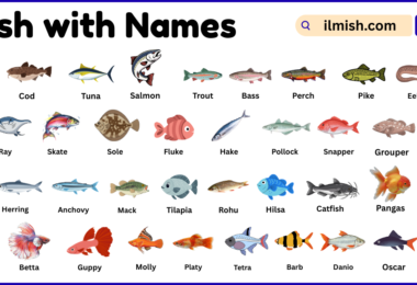 List of Fish with Names and Types in English with Pictures