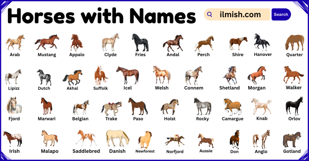 List of Horses with Names and Types in English with Pictures