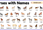 List of Horses with Names and Types in English with Pictures
