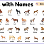 List of Horses with Names and Types in English with Pictures