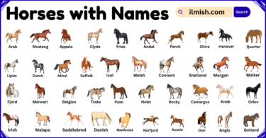 List of Horses with Names and Types in English with Pictures
