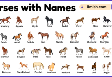 List of Horses with Names and Types in English with Pictures