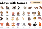 List of Monkeys with Names and Types in English with Pictures