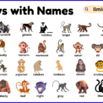 List of Monkeys with Names and Types in English with Pictures