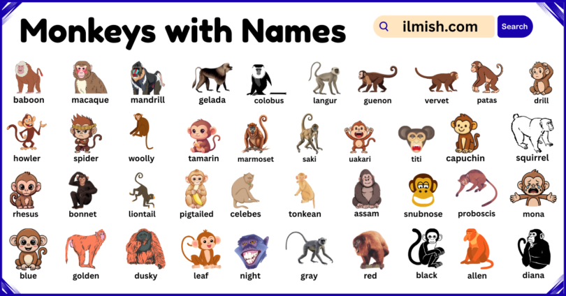 List of Monkeys with Names and Types in English with Pictures