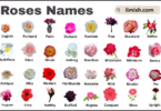 List of Roses with Names and Types in English with Pictures