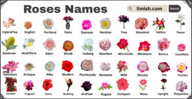 List of Roses with Names and Types in English with Pictures