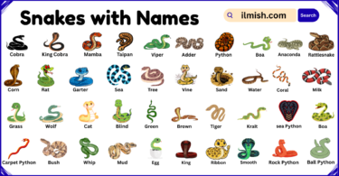 List of Snakes with Names and Types in English with Pictures