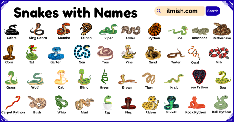 List of Snakes with Names and Types in English with Pictures