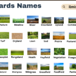 List of Swards with Types and Names in English with Pictures