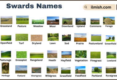List of Swards with Types and Names in English with Pictures