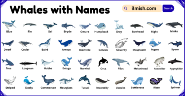 List of Whales with Names and Types in English with Pictures