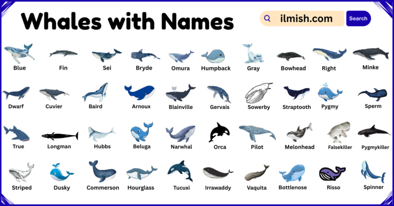 List of Whales with Names and Types in English with Pictures