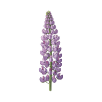 Lupine | Desert Flowers with Names and Types