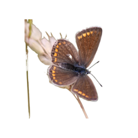 Lycaenid | Butterflies with Names and Types