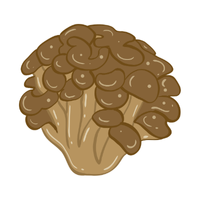 Maitake | Mushrooms with Names and Types
