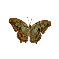 Malachite | Butterflies with Names and Types
