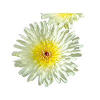 Malacothrix | Desert Flowers with Names and Types