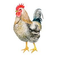 Malines | Chickens with Names and Types