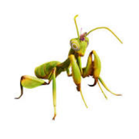 Mantis nymph | Crawling Insects Names