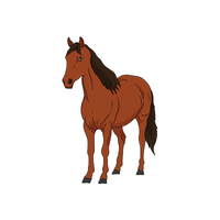 Marwari | Horses with Names and Types