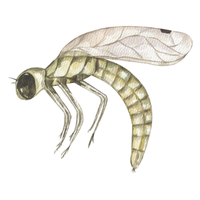 Mayfly nymph | Crawling Insects Names