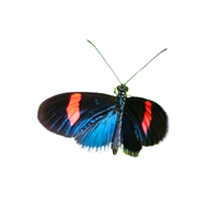 Metalmark | Butterflies with Names and Types