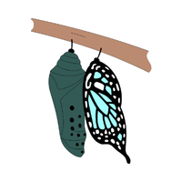 Metamorphosis | Butterflies with Names and Types