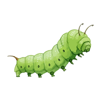 Midge larva | Crawling Insects Names