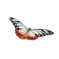 Migratory | Butterflies with Names and Types